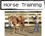 horse training