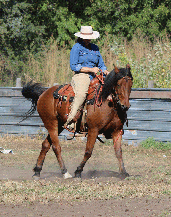 Western Dressage Clinic